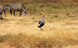 TANZANIA - Ngorongoro Crater - 18 Gru Coronate